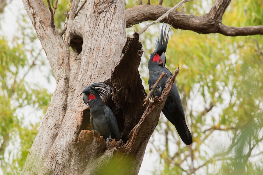 Two black cockatoos sit in a tree