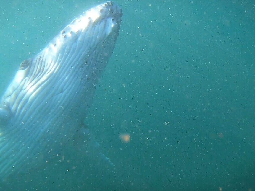 Whale seen from under the water