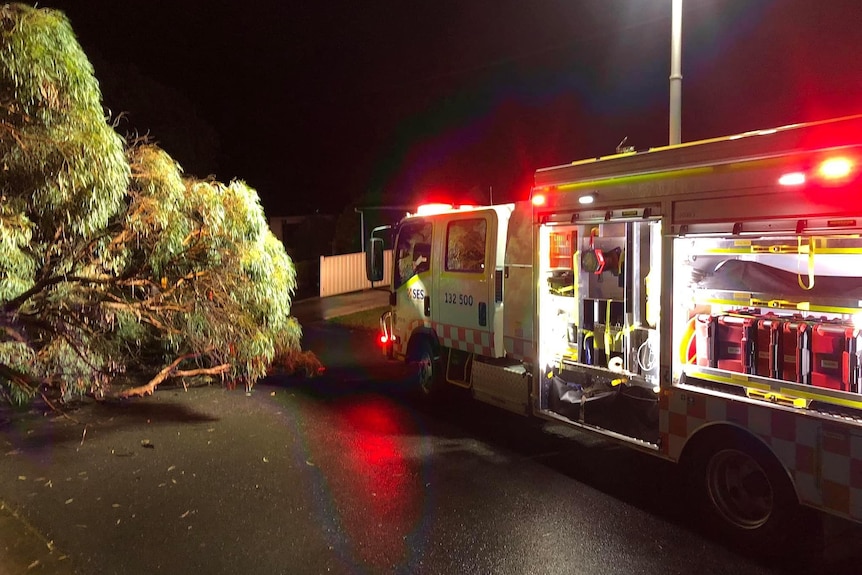 a tree fallen across the street