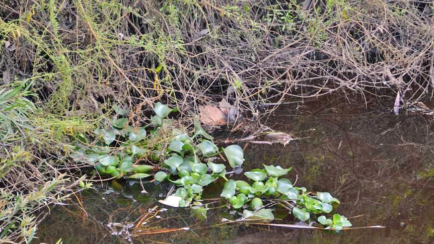 Water hyacinth