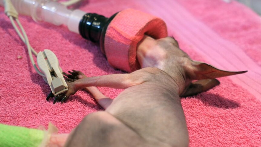 A kangaroo joey being held by a vet nurse.