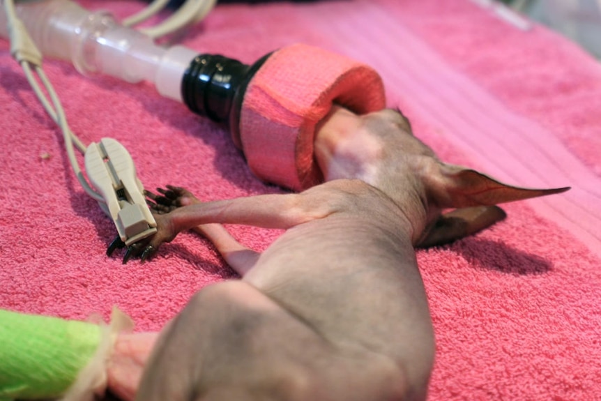 A kangaroo joey being held by a vet nurse.