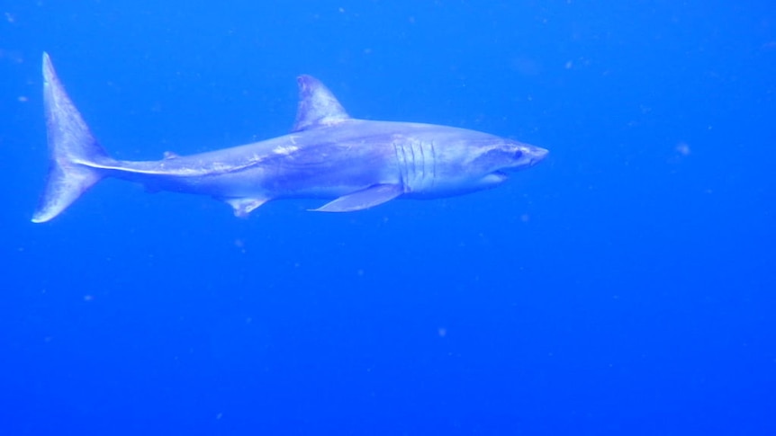 A shark that came ashore at Manly Beach is released back into the ocean