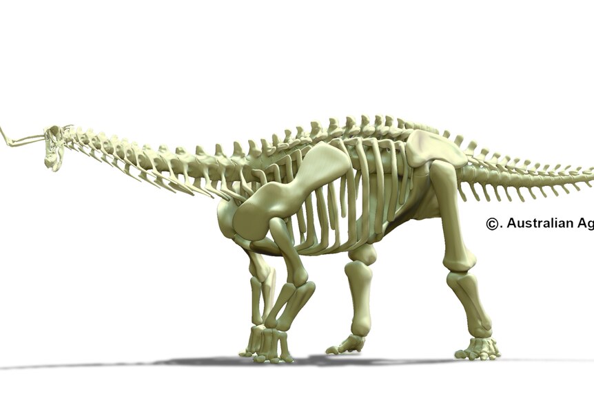 Image of dinosaur skeleton