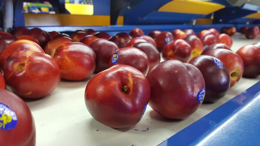 Nectarines in a packing shed at Renmark.
