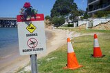 A sign on a river bank that says 'sharks beach closed' with flowers on top. 