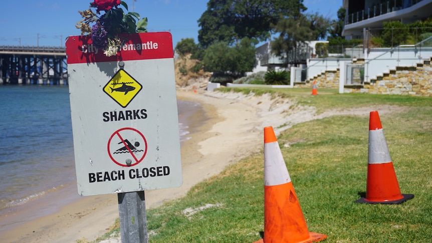 A sign on a river bank that says 'sharks beach closed' with flowers on top. 