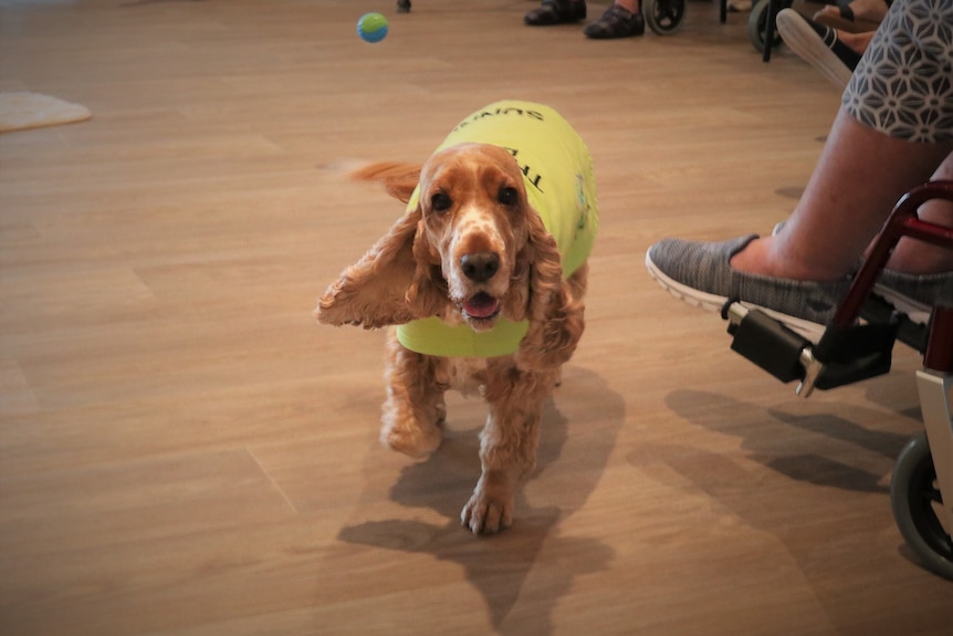 A dog wearing a yellow vest walks towards the camera.