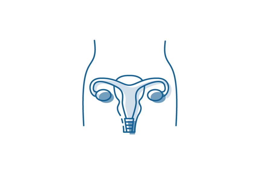 Icon illustration of woman's ovaries.