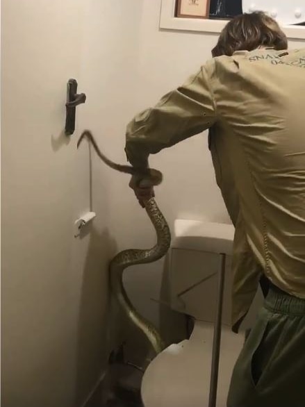 Luke Huntley grabs a large python hiding beside a toilet