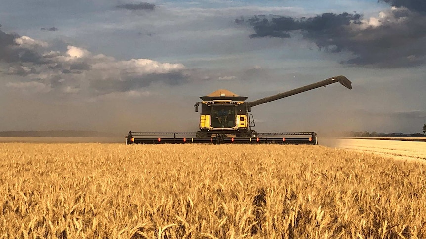 A header harvesting wheat with dark clouds in the background.