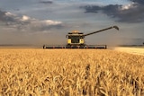 A header harvesting wheat with dark clouds in the background.