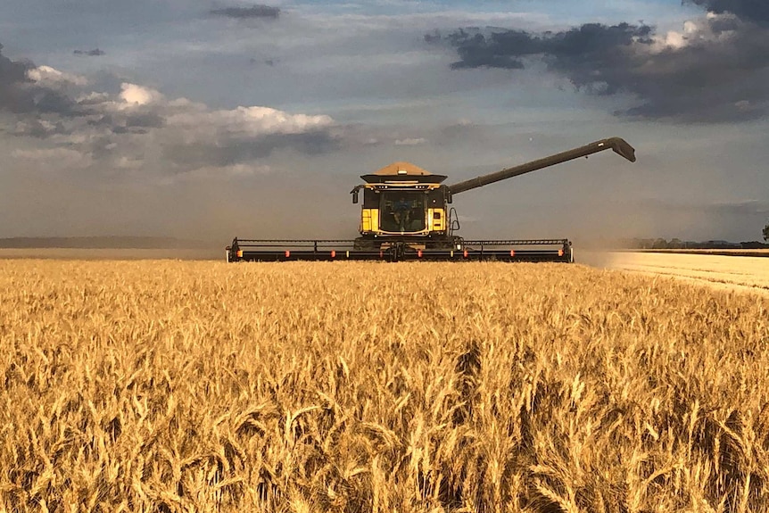 A header harvesting wheat with dark clouds in the background.