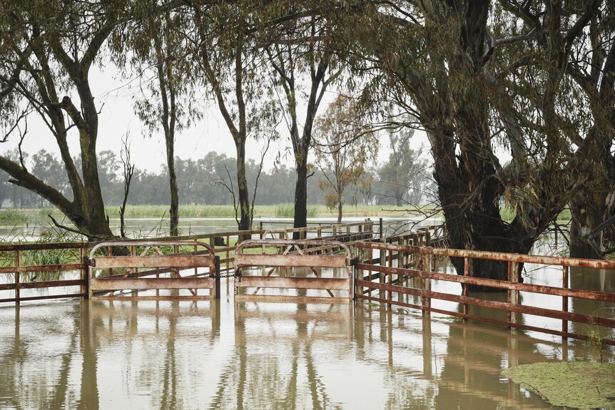 flooded cattle yards
