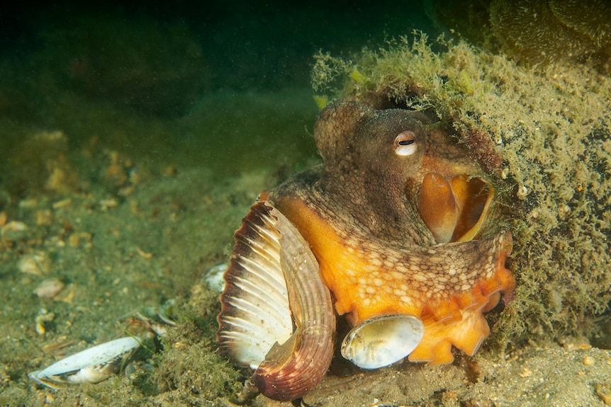 An octopus gathers shells to make a home underwater.