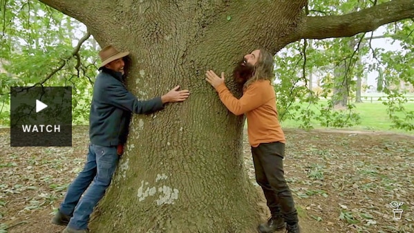 Costa hugging a large tree. Has Video.