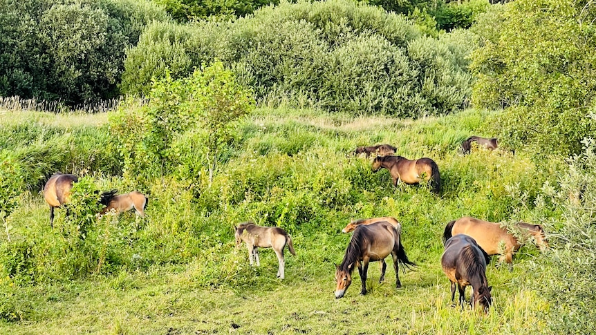 Wide shot of 10 brown ponies grazing in thick green foliage 