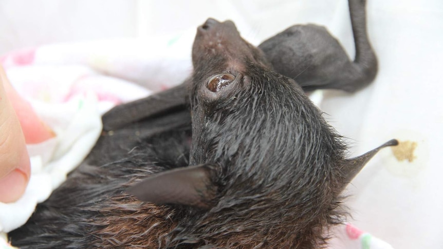 Baby black bat wrapped in blanket