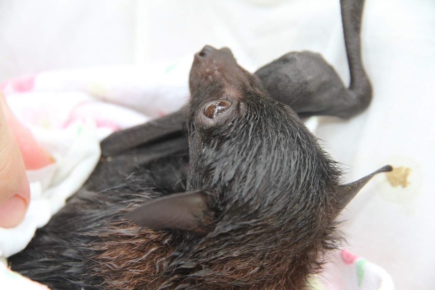 Baby black bat wrapped in blanket