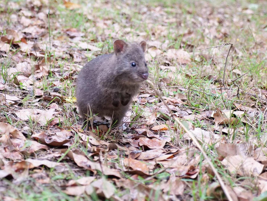 A baby quokka standing on her hind legs in the bush.