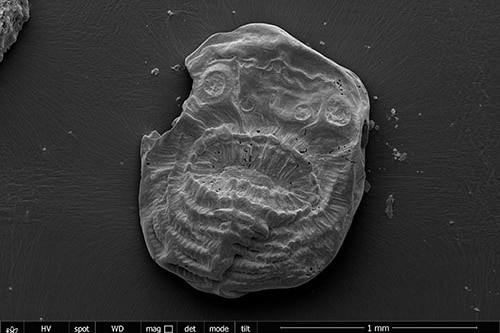 Fossil of Saccorhytus coronarius