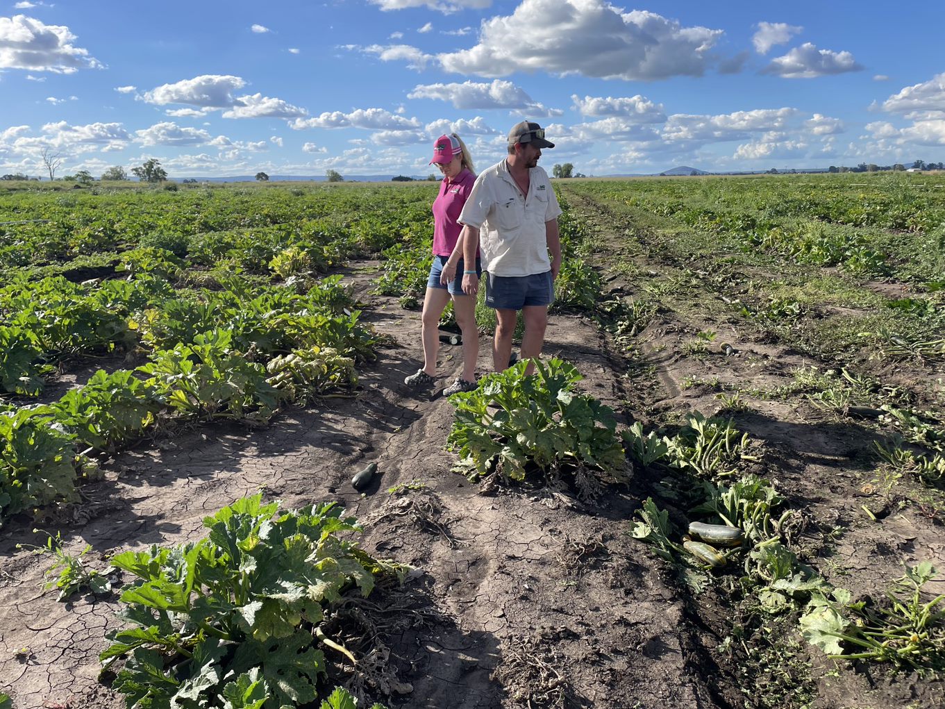A woman and man stand in a paddock of destroyed zuchinni