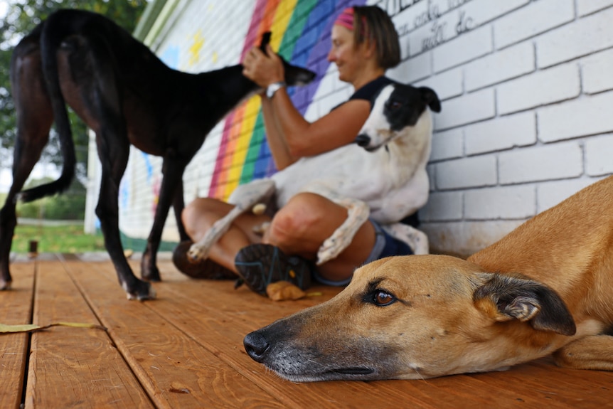 Caroline Ludwig with three of the greyhounds in her care