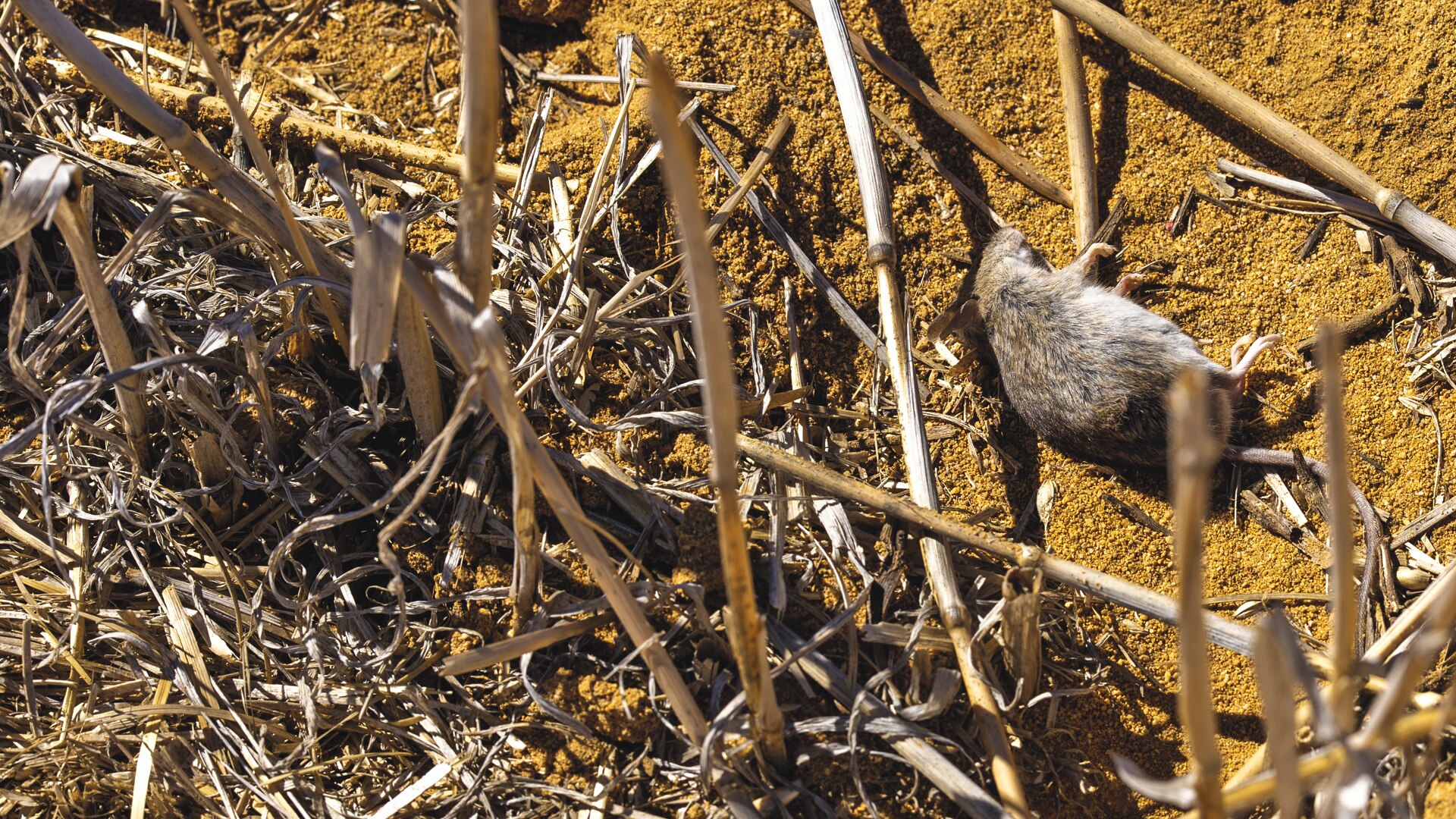 WA farmers fear mouse plague will affect seeding despite double strength bait episode artwork