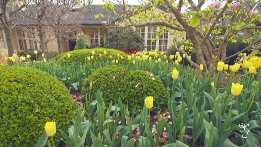 Garden filled with yellow tulips