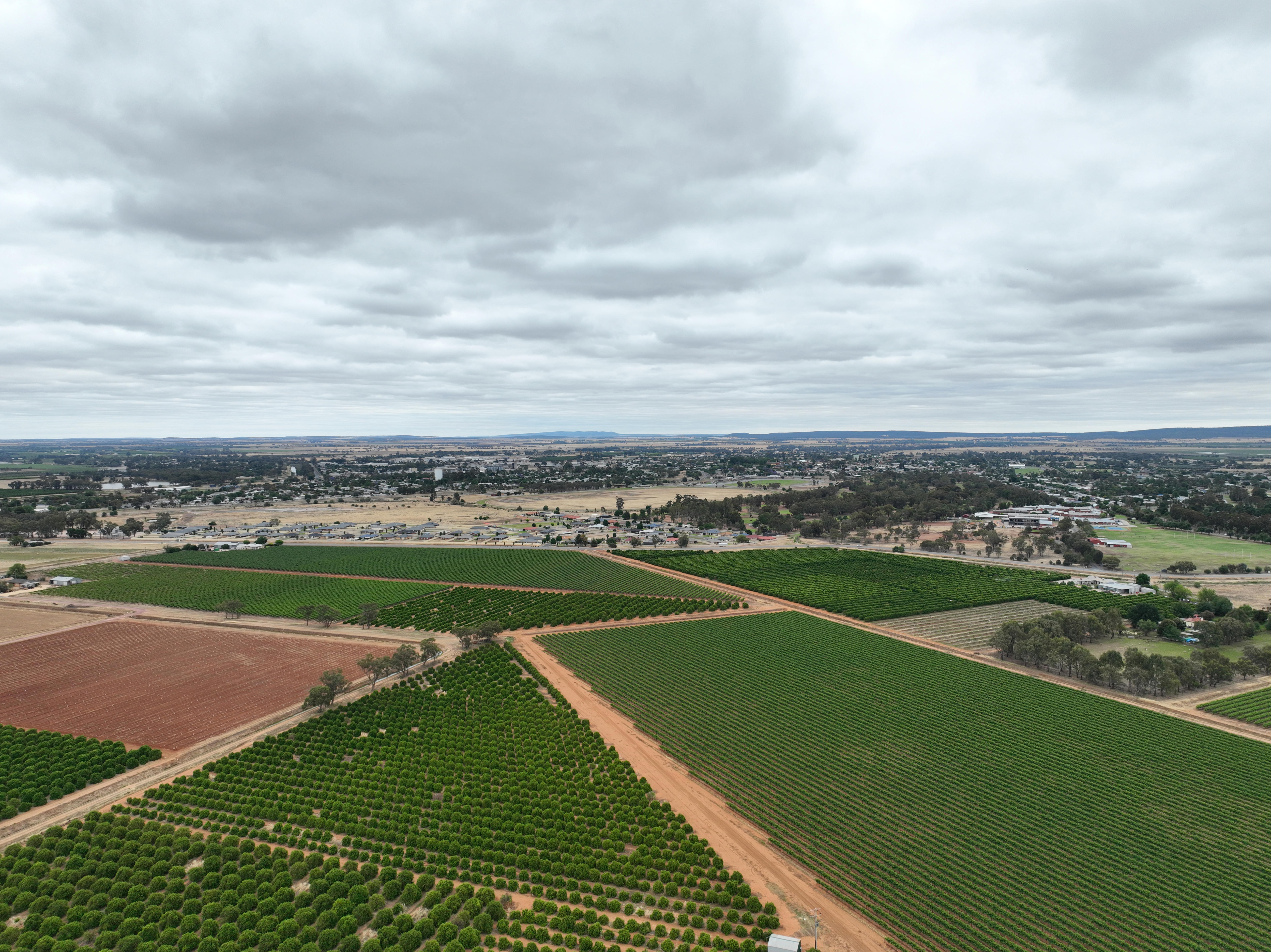 image shows aerial view of rows of green foliage trees, with dirt tracks between and rows of vines 