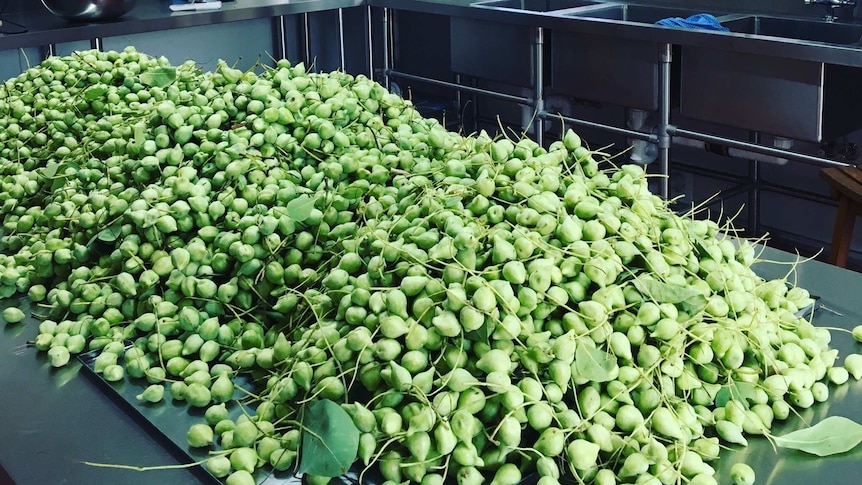 A pile of freshly picked gubinge waiting to be processed into a dried powder.