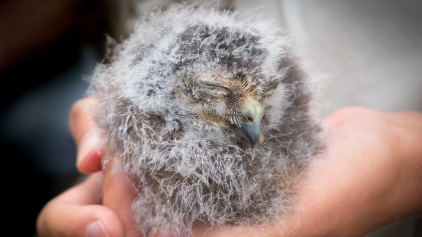 A fledgling morepork owl.