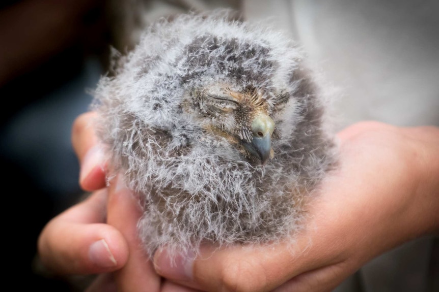 A fledgling morepork owl.