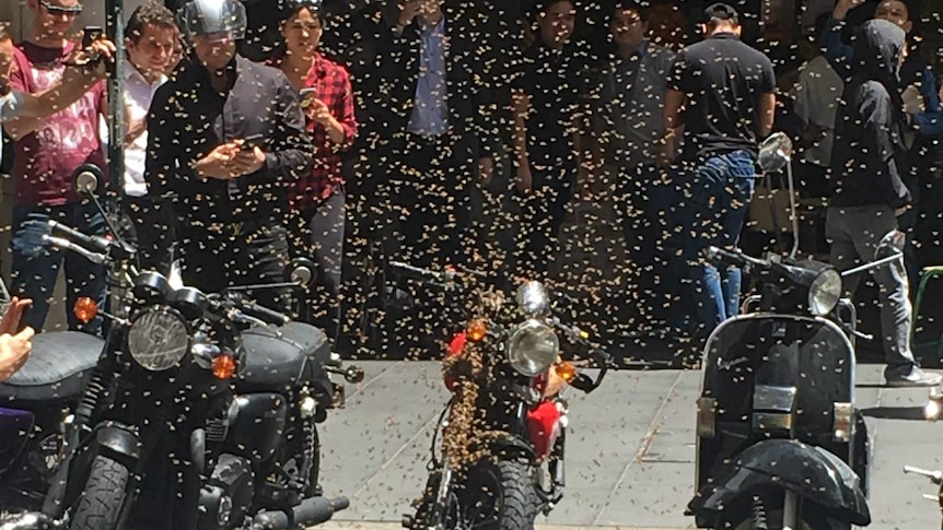 People watch a swarm of bees.