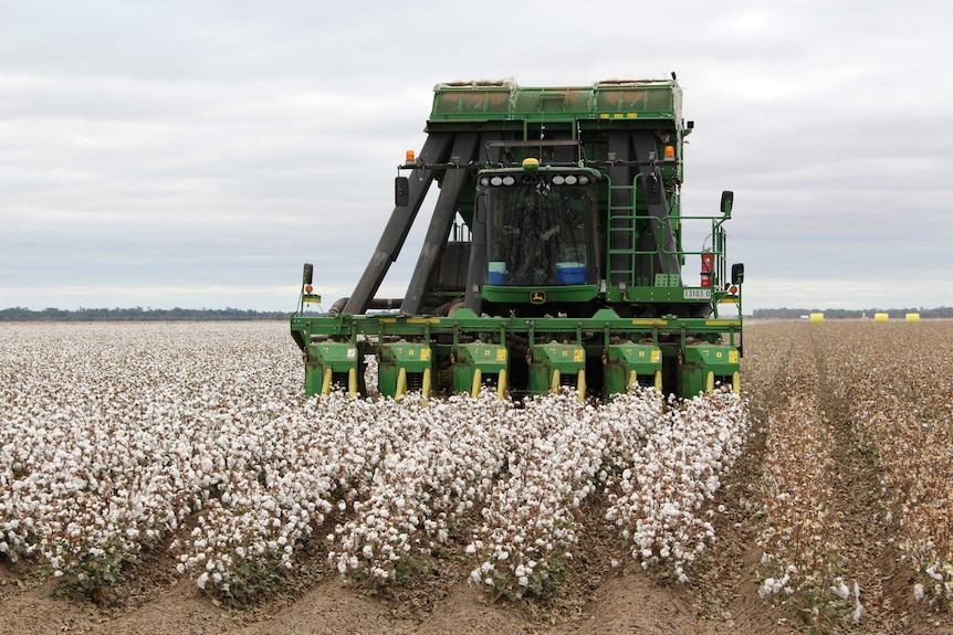 Cotton picking at Rodney Minato's Carrathool property in southern New South Wales.