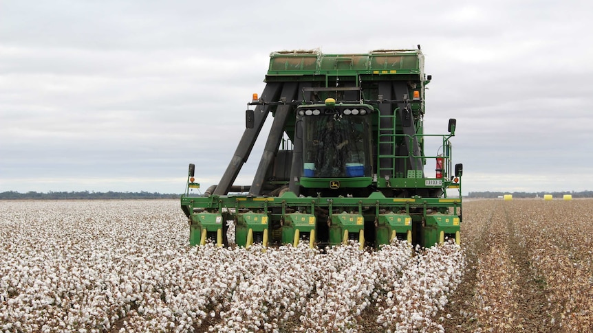 Cotton picking at Rodney Minato's Carrathool property in southern New South Wales.