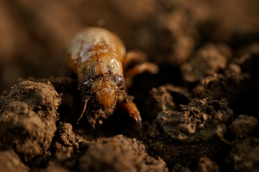 A cicada nymph crawls from the dirt on a lawn's edge.
