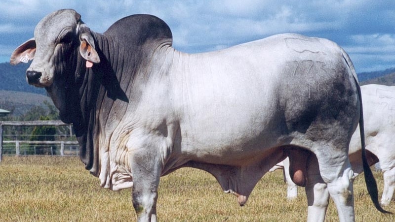 Legendary bulls genes may hold the secret to better cow fertility