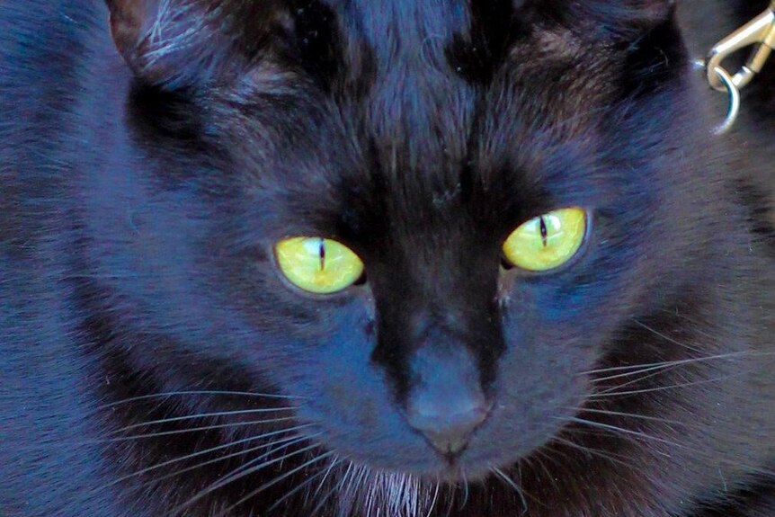 A close up shot of a black cat with green/yellow eyes