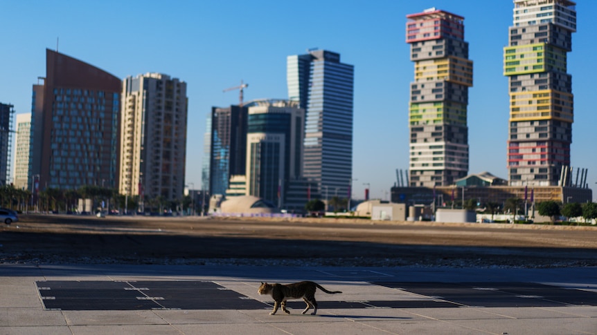 A cat walks in a street with the Marina Twin Towers, right, in the background in Lusail downtown