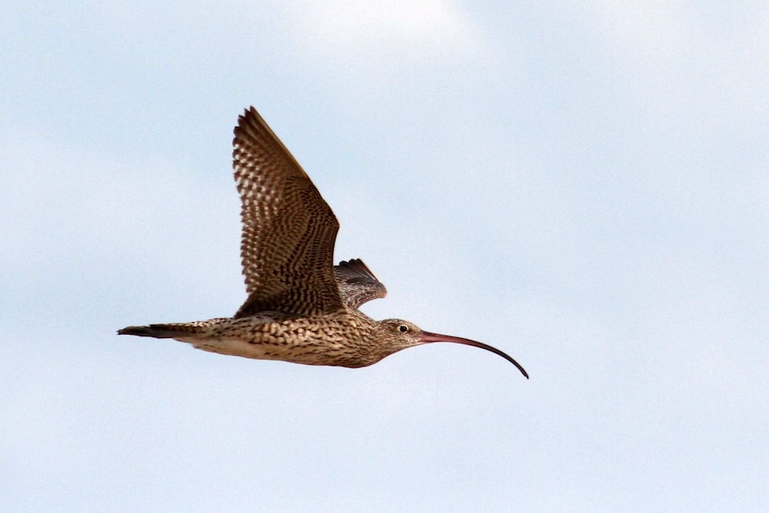 A bird with a long curved beak has its wings fully spread in flight