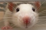 Close up photo of a white rat.