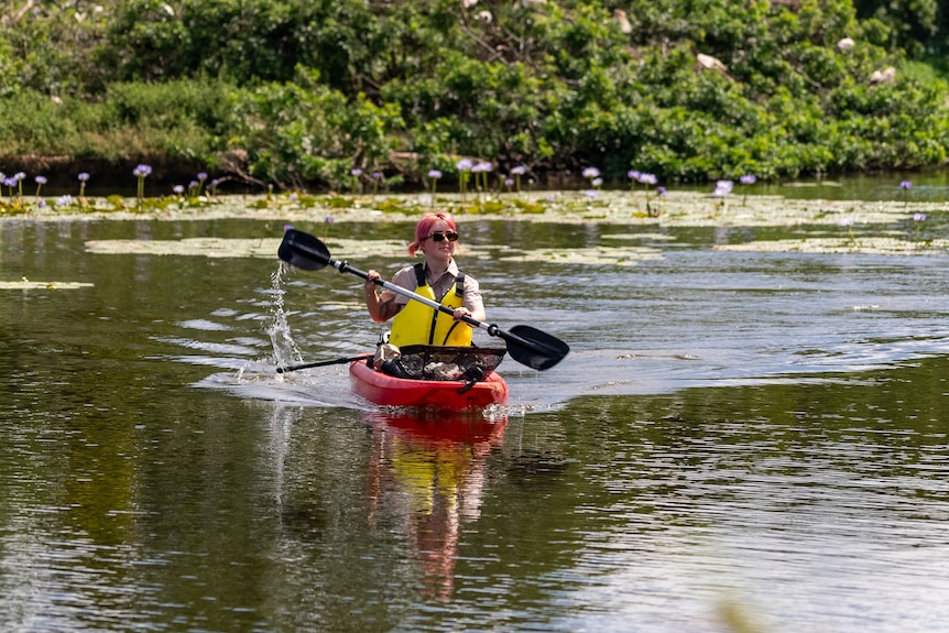 A UniSC researcher using a kayak to access a colony of Ibis across a body of water.