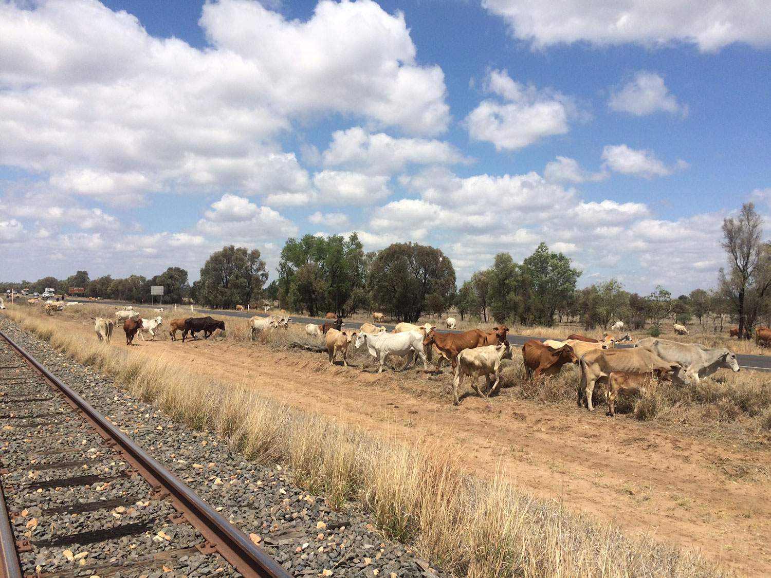 Queensland cattle marched for six months to find food as drought bites ...