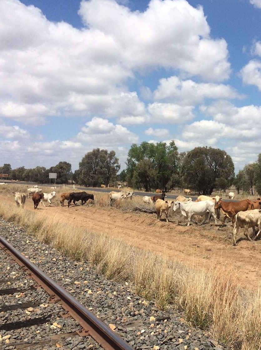 Brahman herd on stock route south of Emerald in central Queensland