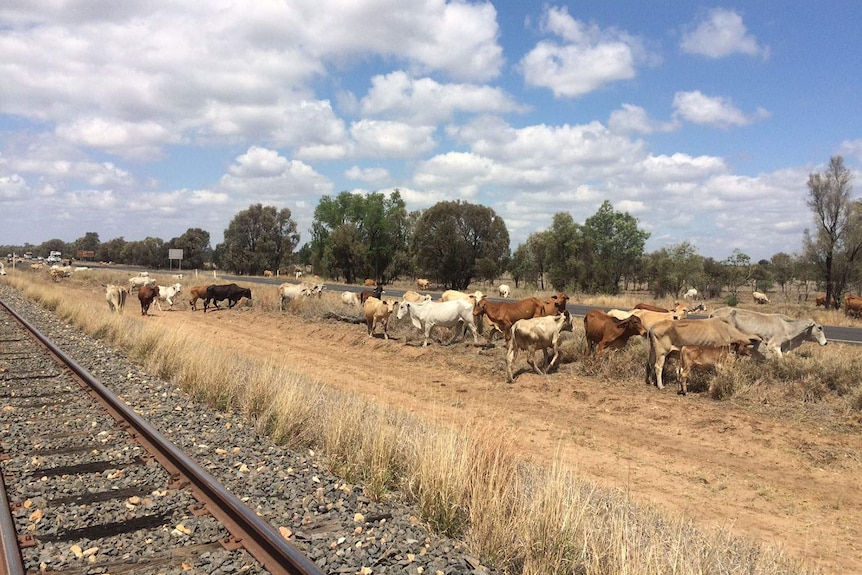 Brahman herd on stock route south of Emerald in central Queensland