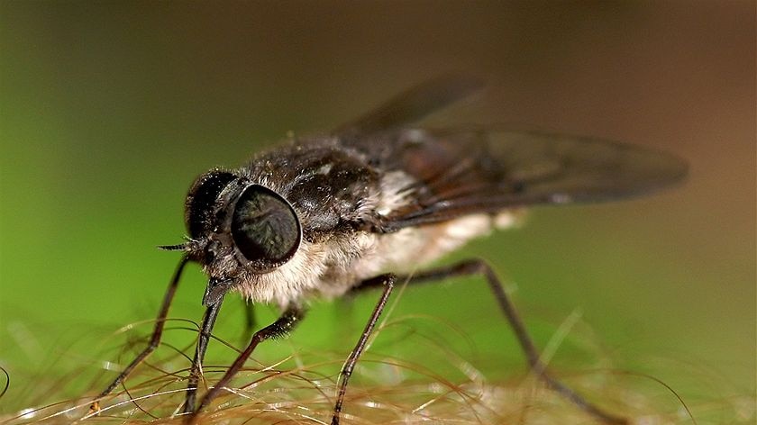 A female march fly using it's scalpel-like mouth-part to get a blood-feed.