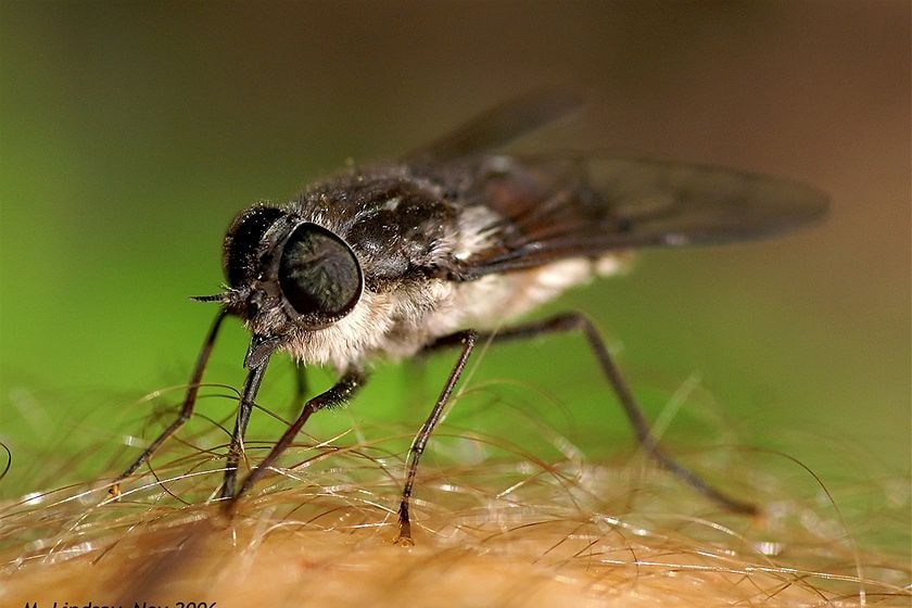 A female march fly using it's scalpel-like mouth-part to get a blood-feed.