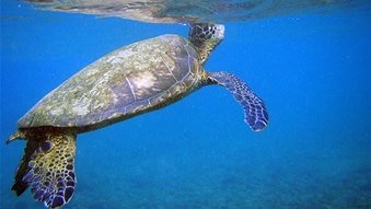 Sea Turtle