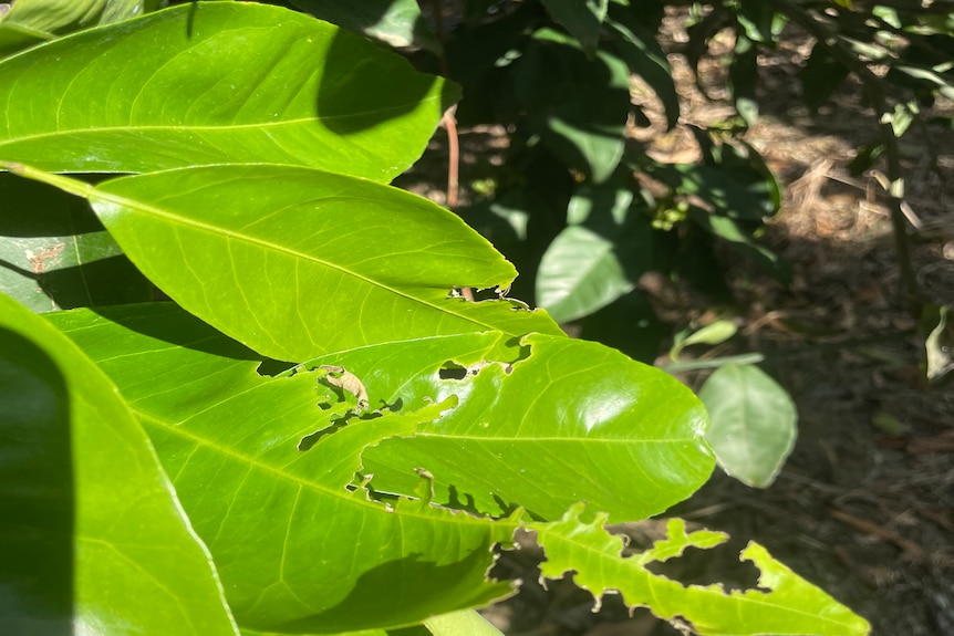 Green leaves of citrus tree munched into by earwigs showing foilage significantly impacted 